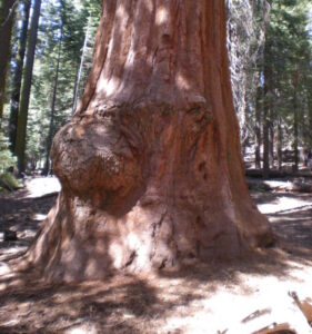 Scopri di più sull'articolo BIG SUR E SEQUOIA PARK: TRA SAN FRANCISCO E LOS ANGELES