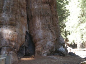 Scopri di più sull'articolo SEQUOIA NATIONAL PARK